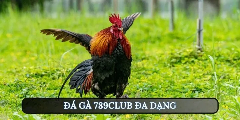 Hình thức chơi đấu kê truyền thống xuất hiện trên đá gà 789Club