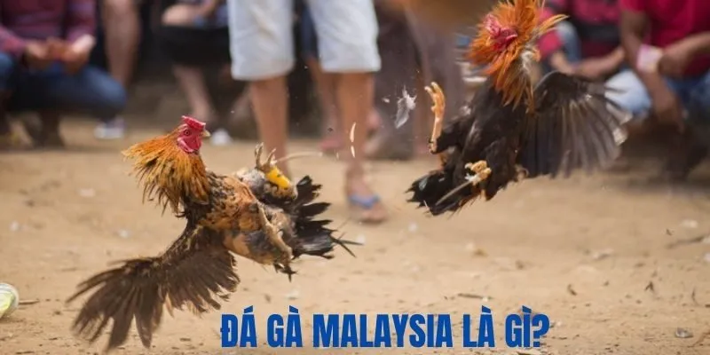 Giải đáp thông tin về đá gà Malaysia là gì?